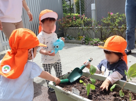 夏野菜の苗植え